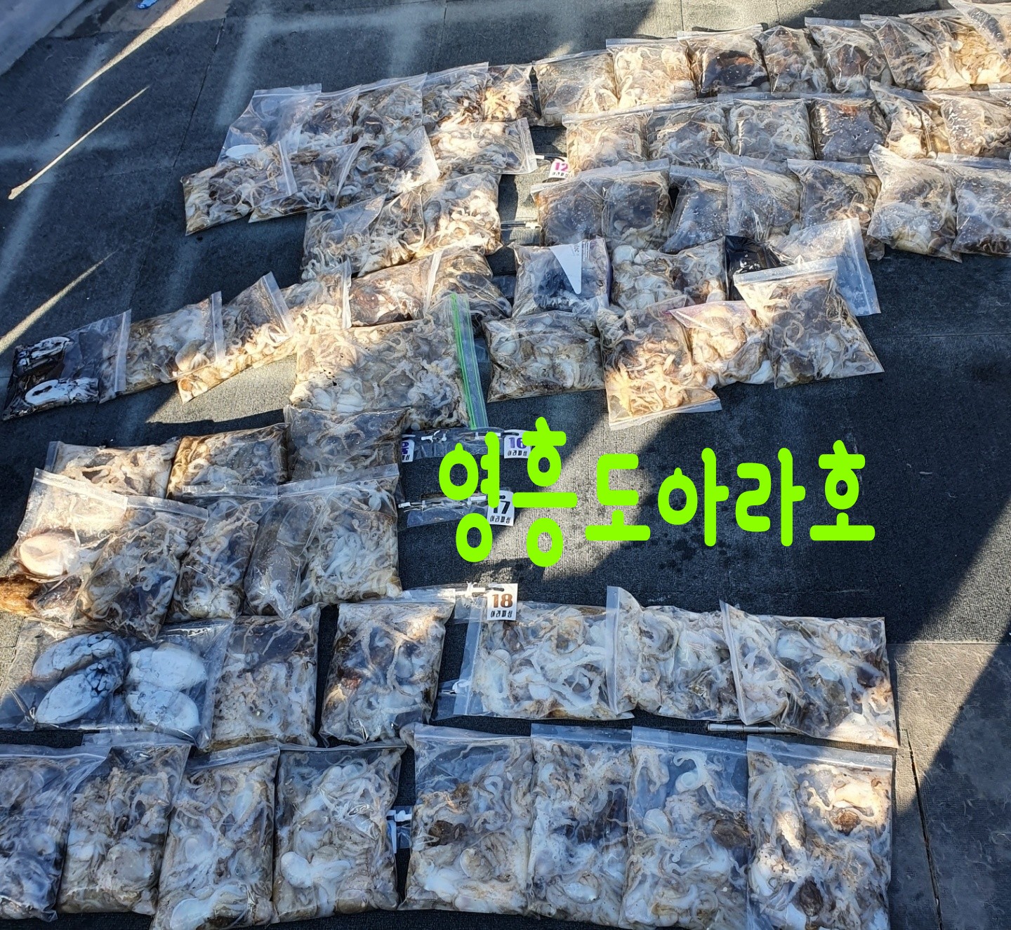 [아라호] 9월 7일 조황 (쭈갑출조)