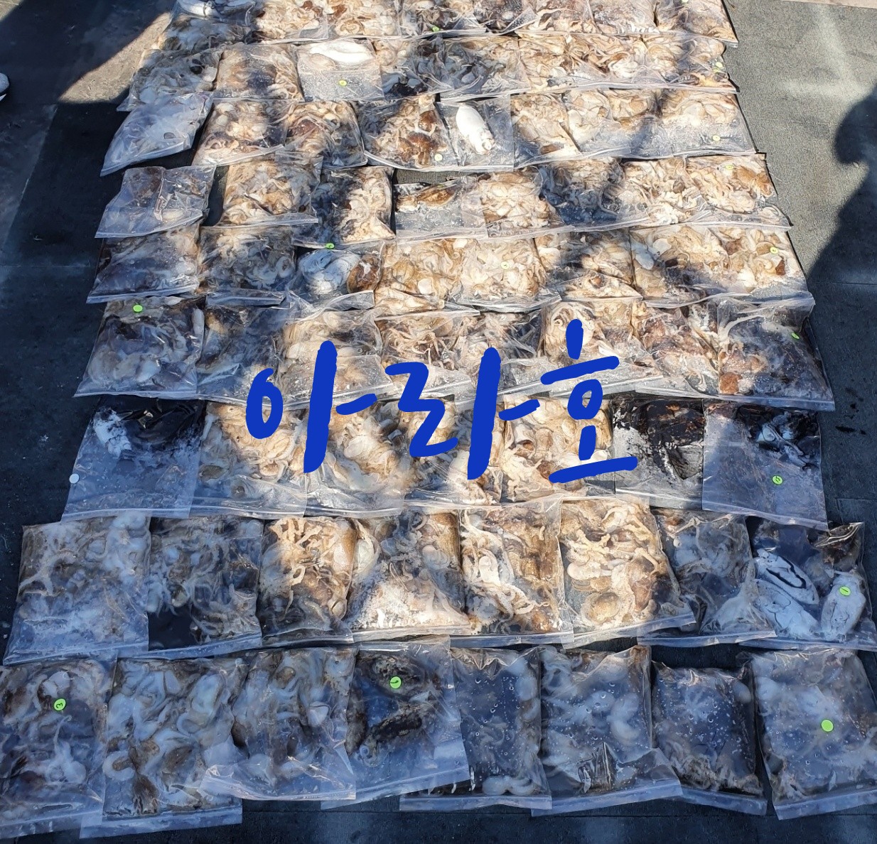 [아라호] 9월 17일 조황 (쭈갑출조)