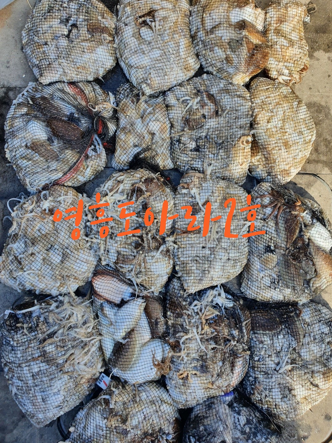 [아라2호] 9월 20일 조황