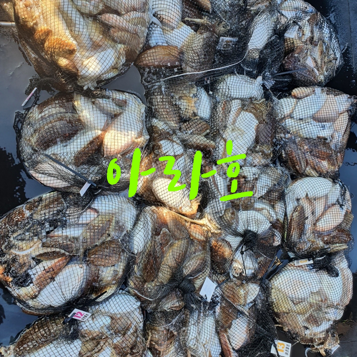 [아라호] 9월 30일 조황