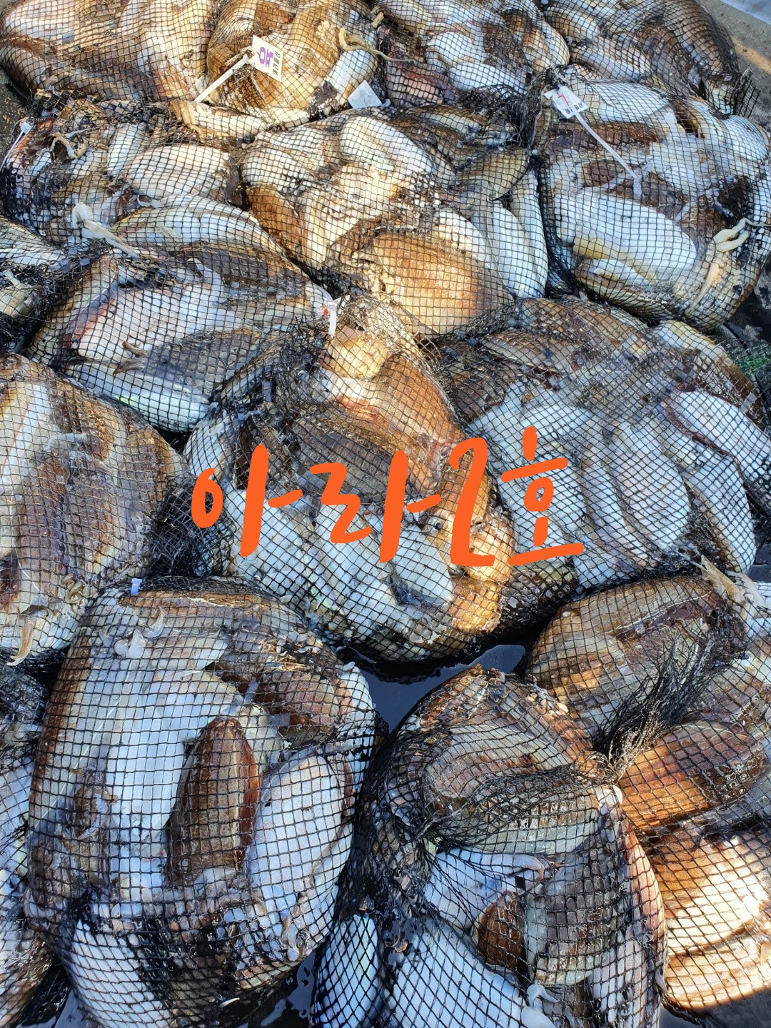 [아라2호] 9월 30일 조황