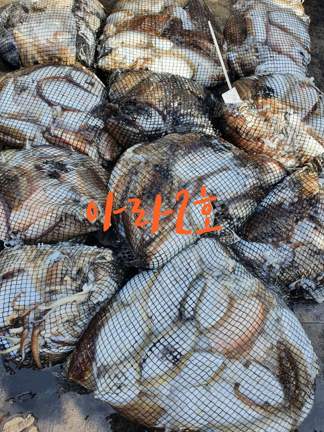 [아라2호] 9월 26일 조황