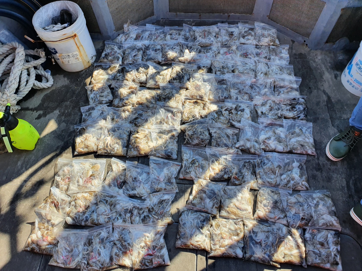 [아라2호] 9월 1일 주꾸미 첫 출조조황