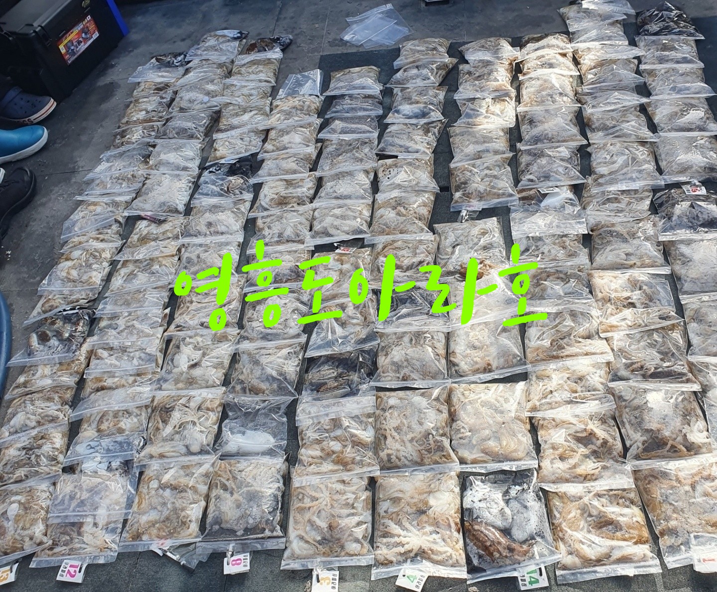 [아라호] 9월 20일 조황