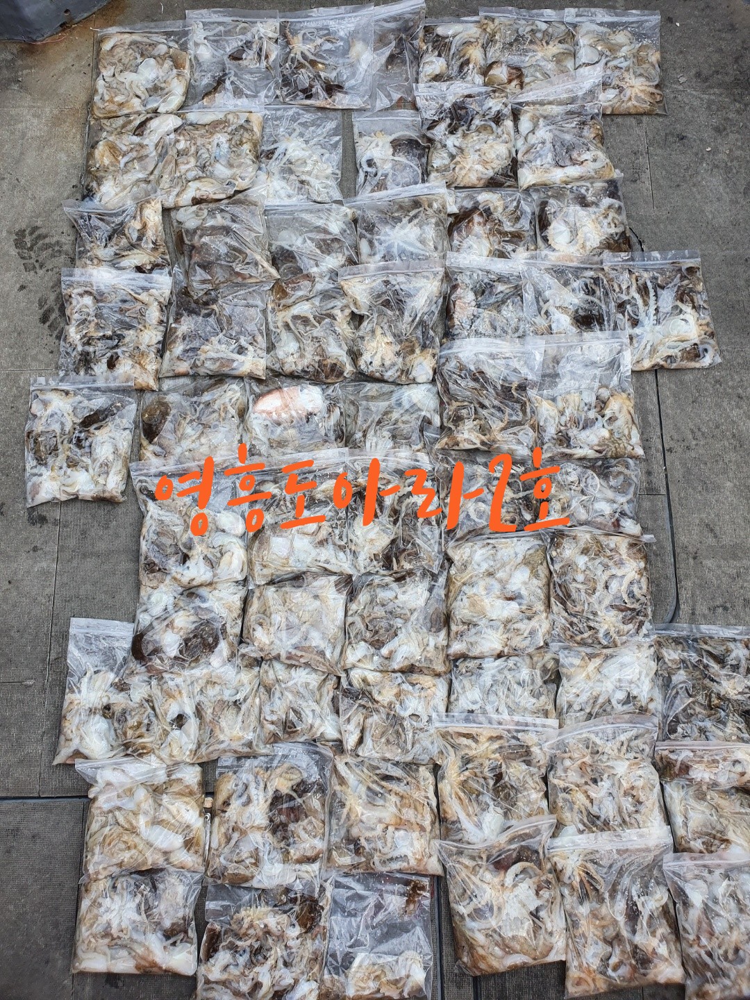 [아라2호] 9월 3일 주꾸미출조 조황