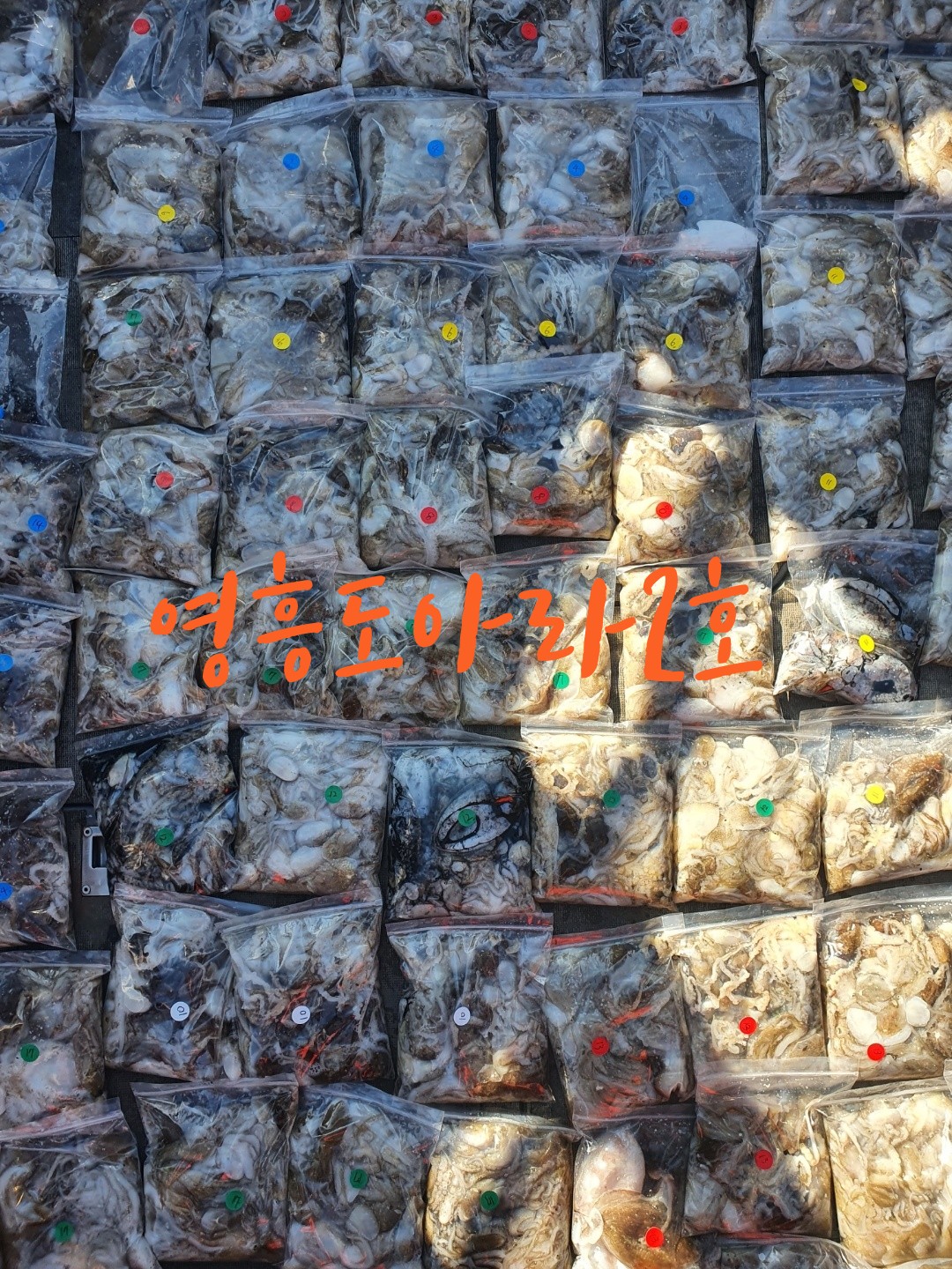 [아라2호] 9월 18일 쭈갑 출조조황