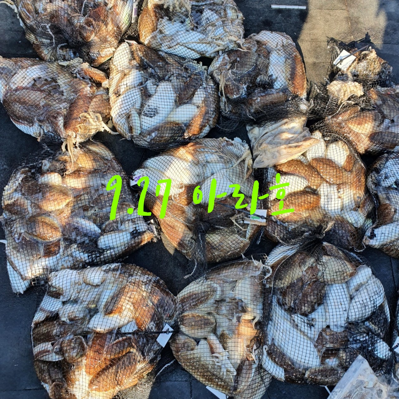 [아라호] 9월 27일 조황