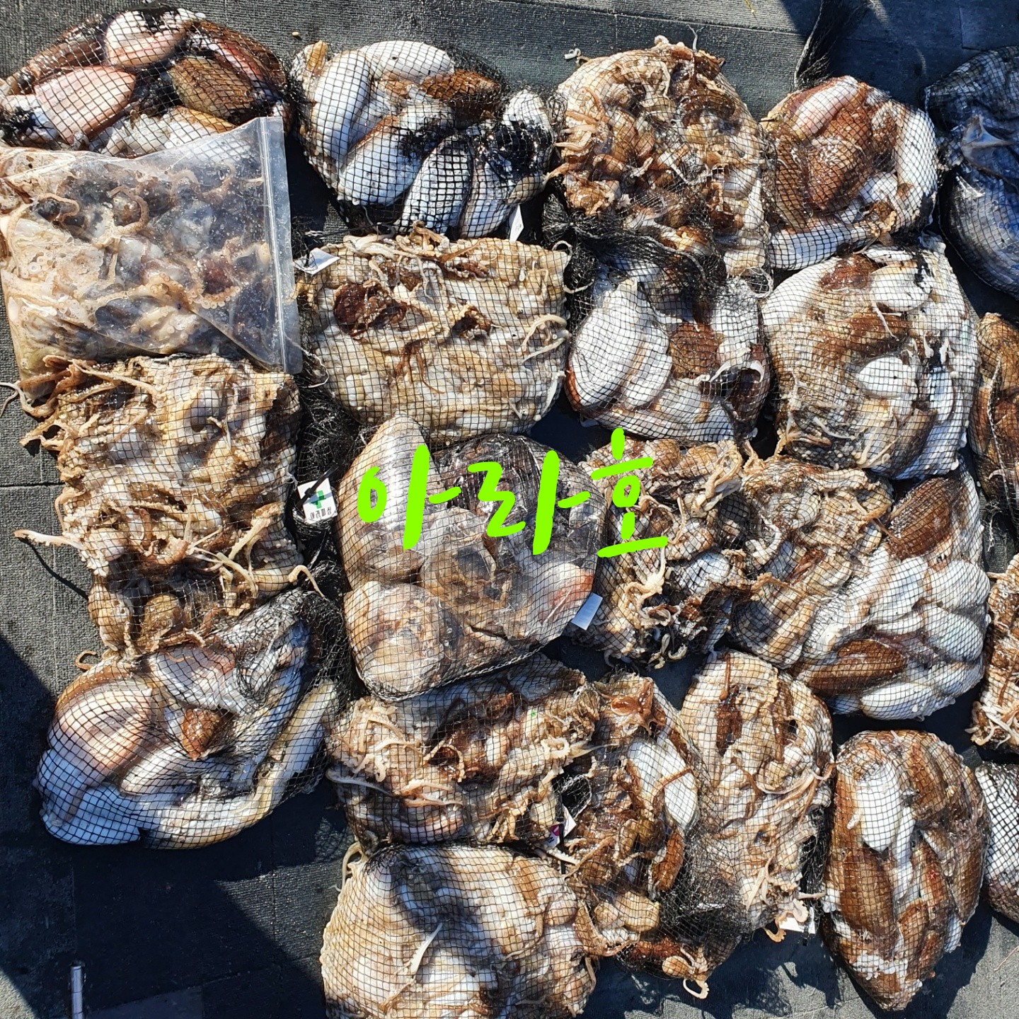 [아라호] 9월 21일 조황 (쭈갑출조)