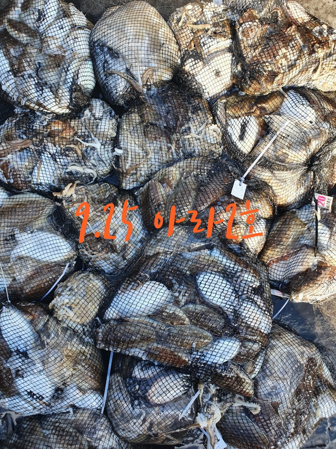 [아라2호] 9월 25일 조황