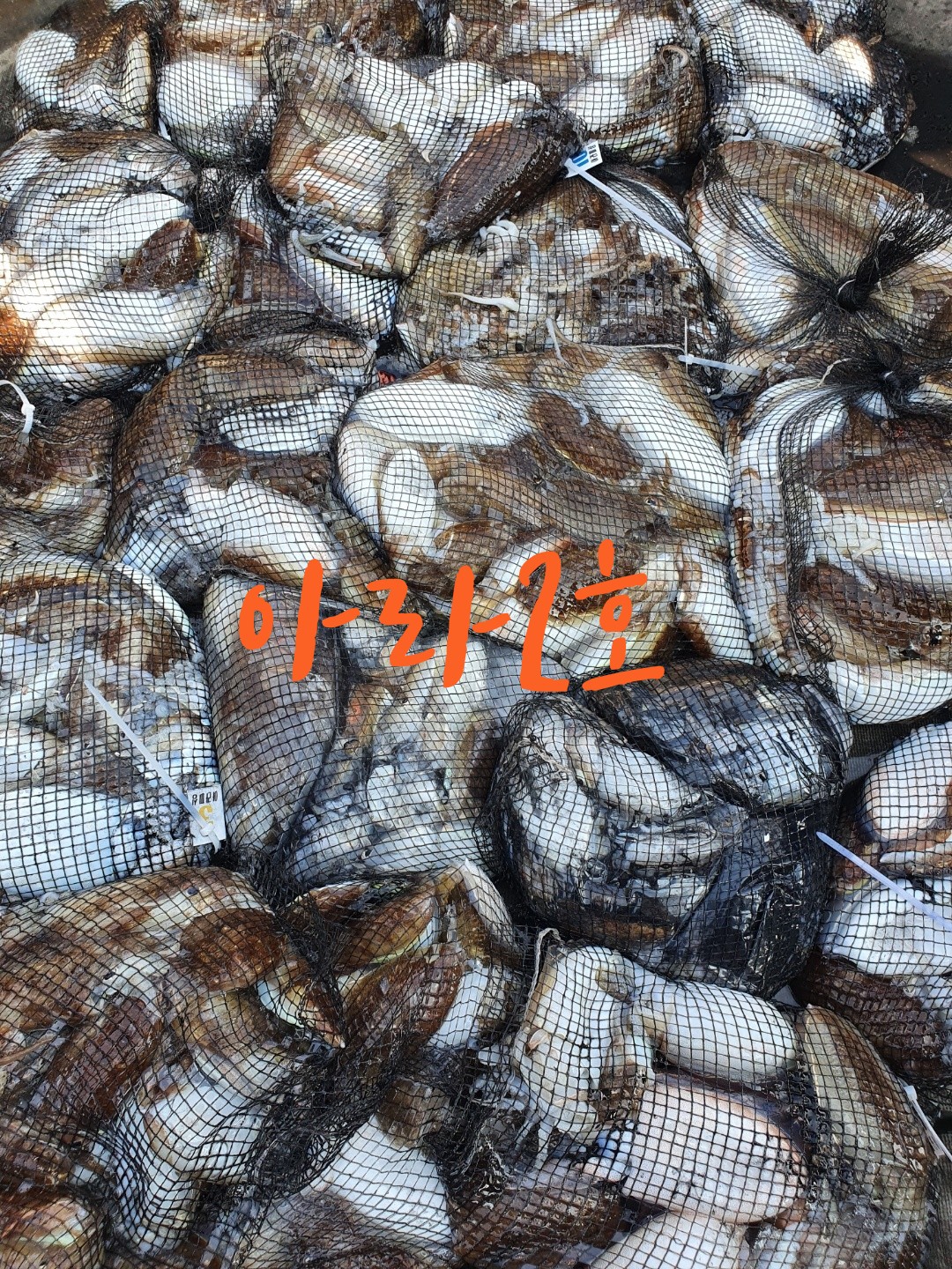 [아라2호] 9월 28일 조황