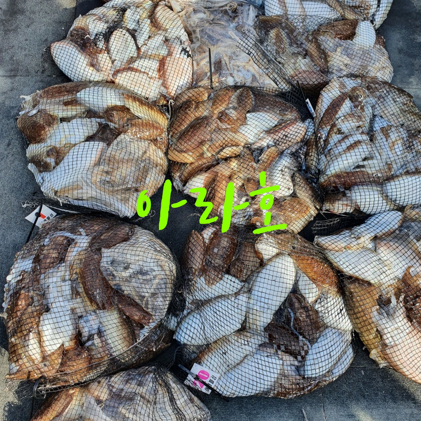 [아라호] 9월 26일 조황