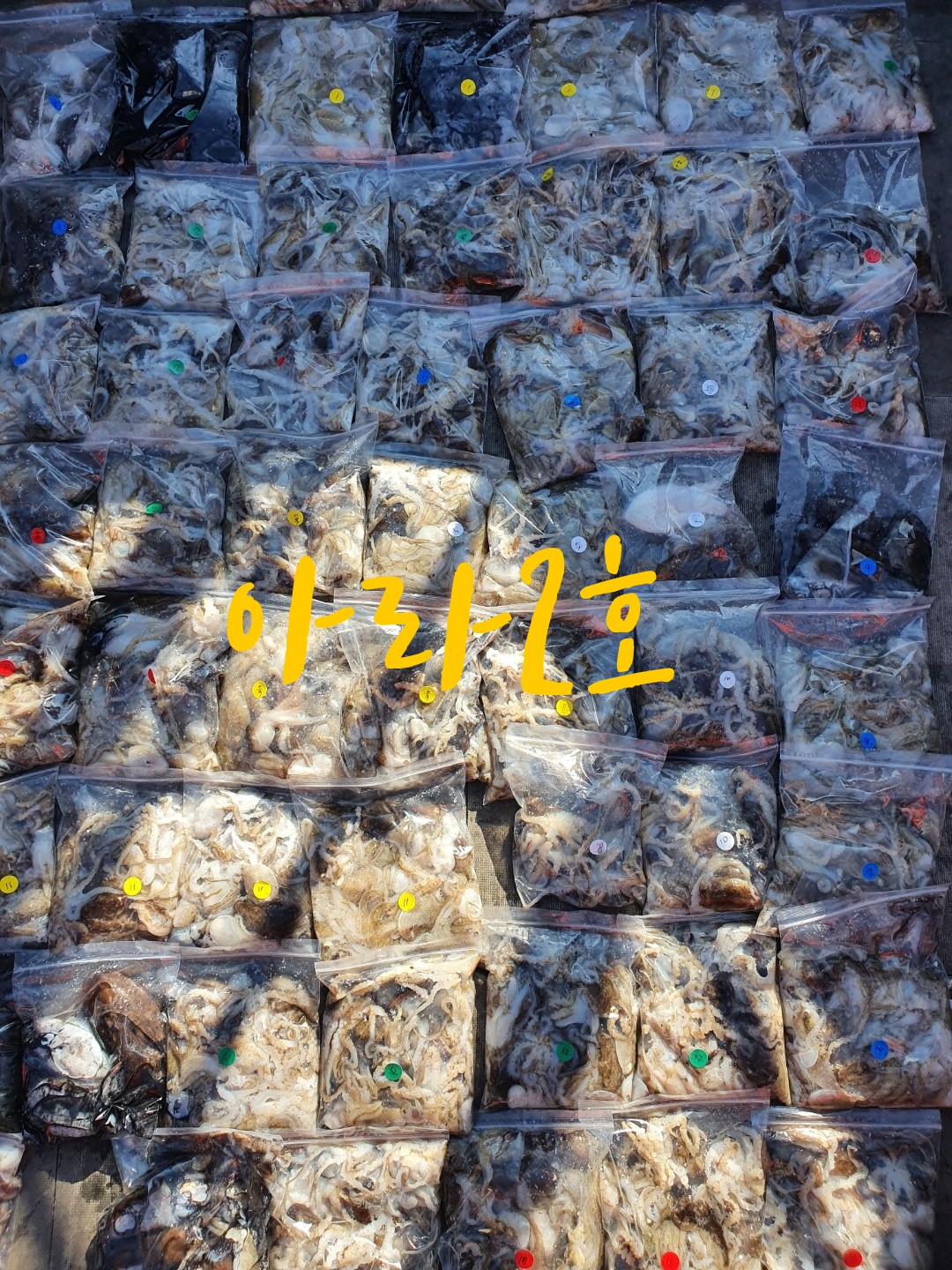 [아라2호] 9월 17일 조황 (쭈갑출조)