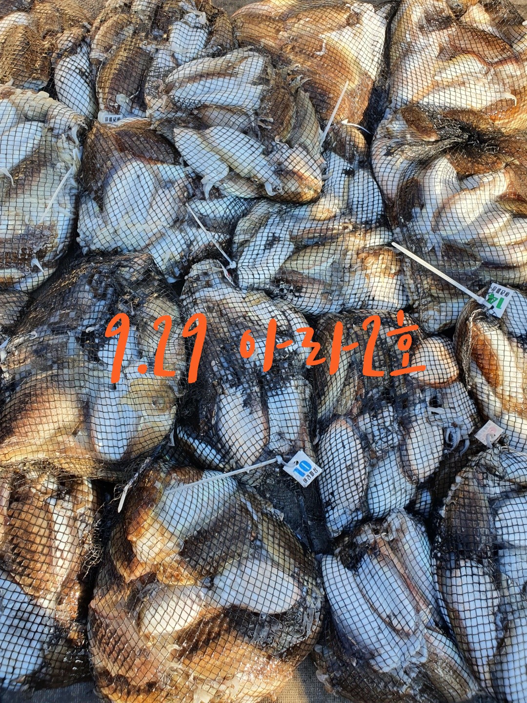 [아라2호] 9월 29일 조황