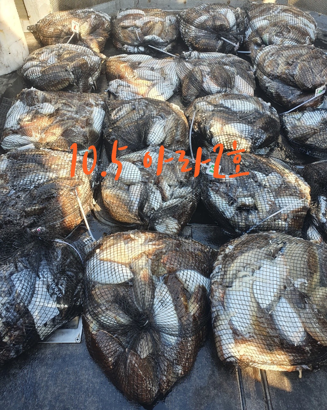 [아라2호] 10월 5일 조황