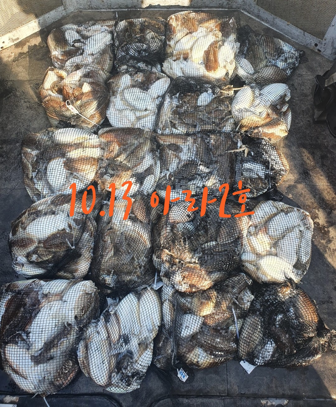 [아라2호] 10월 13일 조황