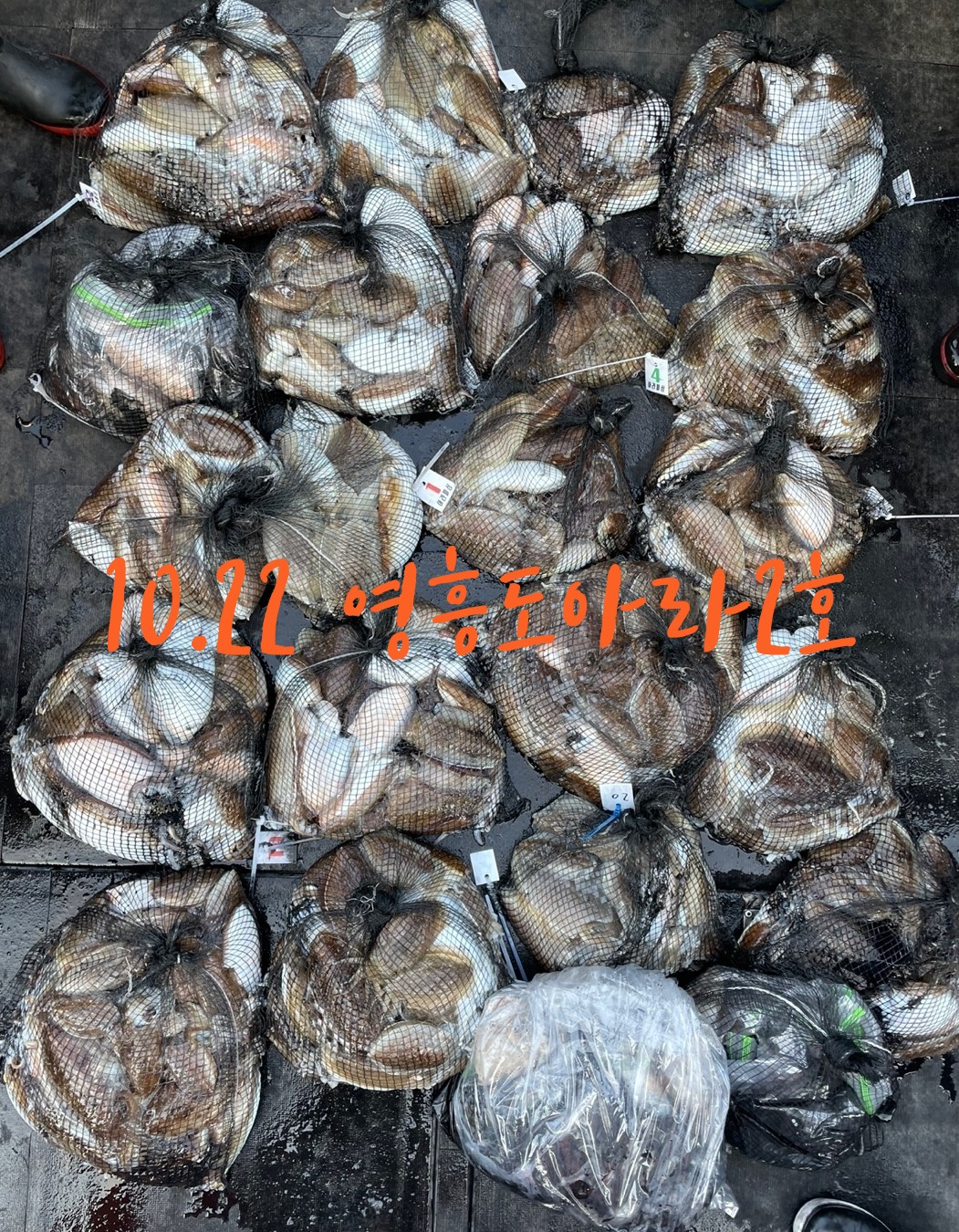 [아라2호] 10월 22일 독선출조 조황