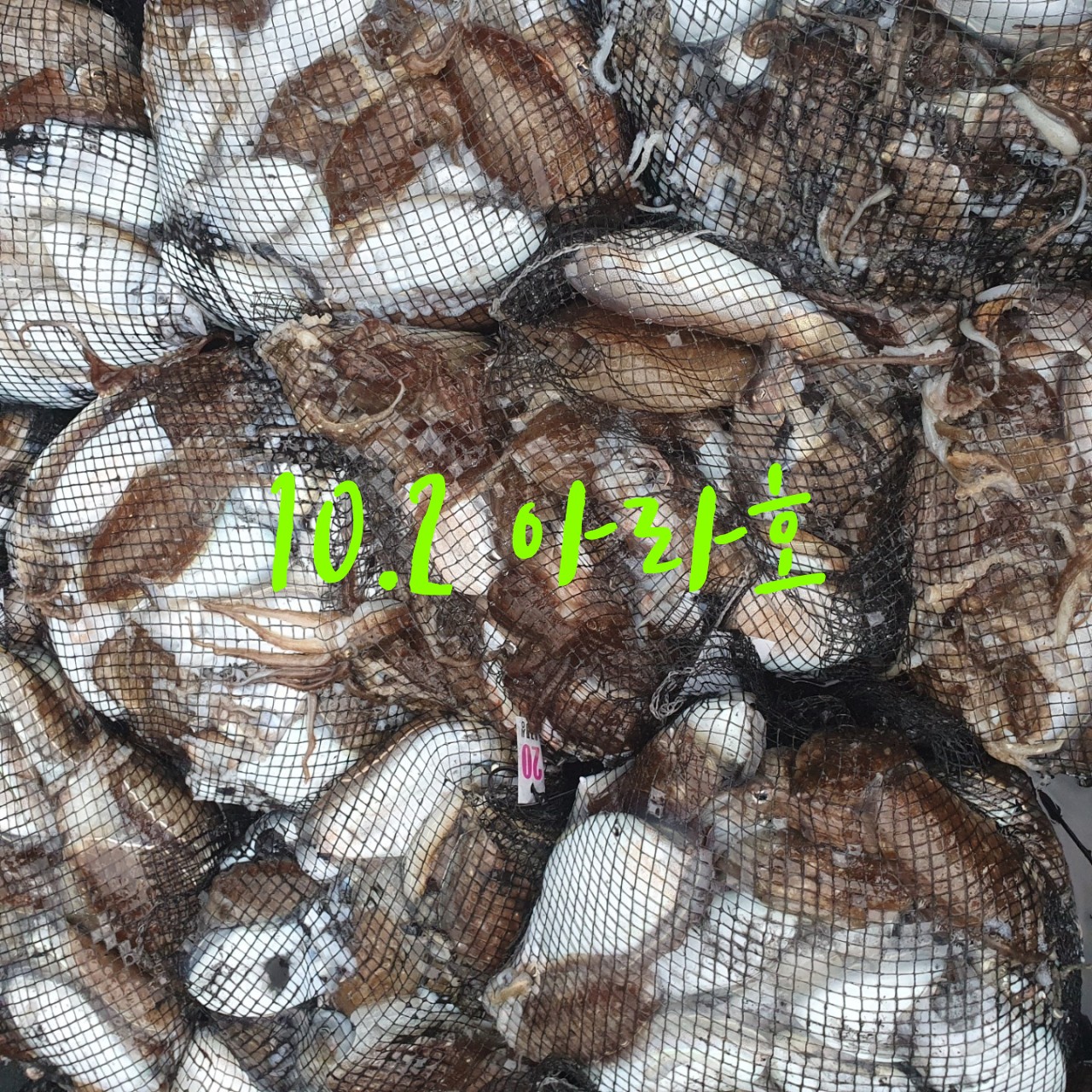 [아라호] 10월 2일 조황