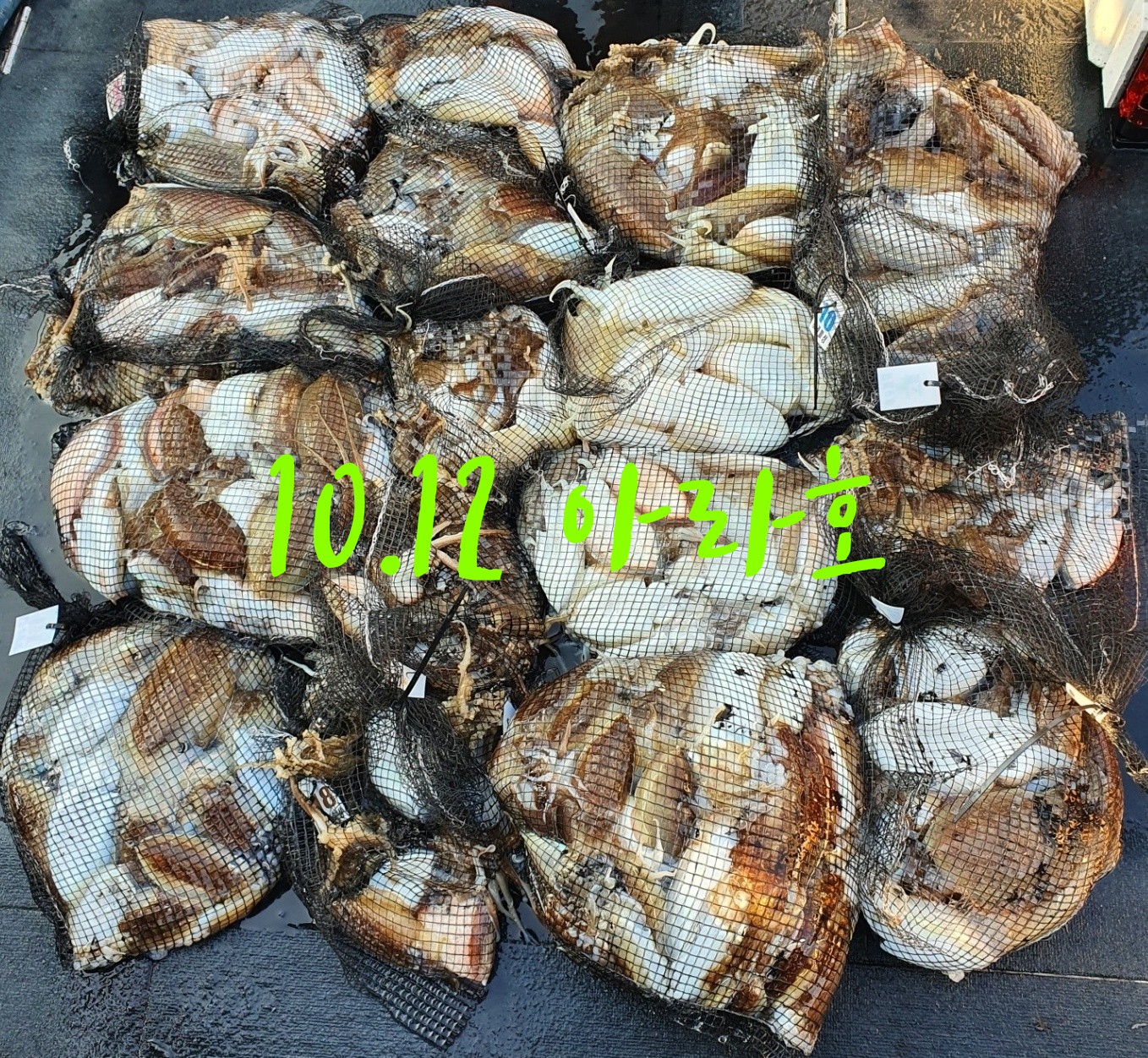 [아라호] 10월 12일 조황