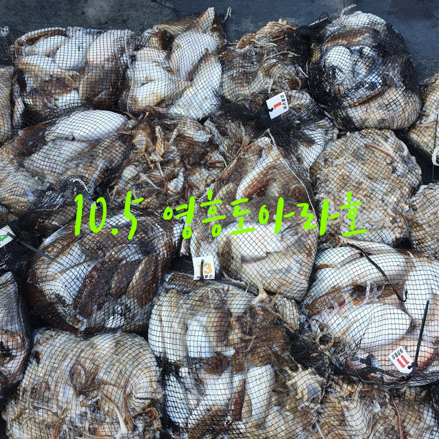 [아라호] 10월 5일 조황