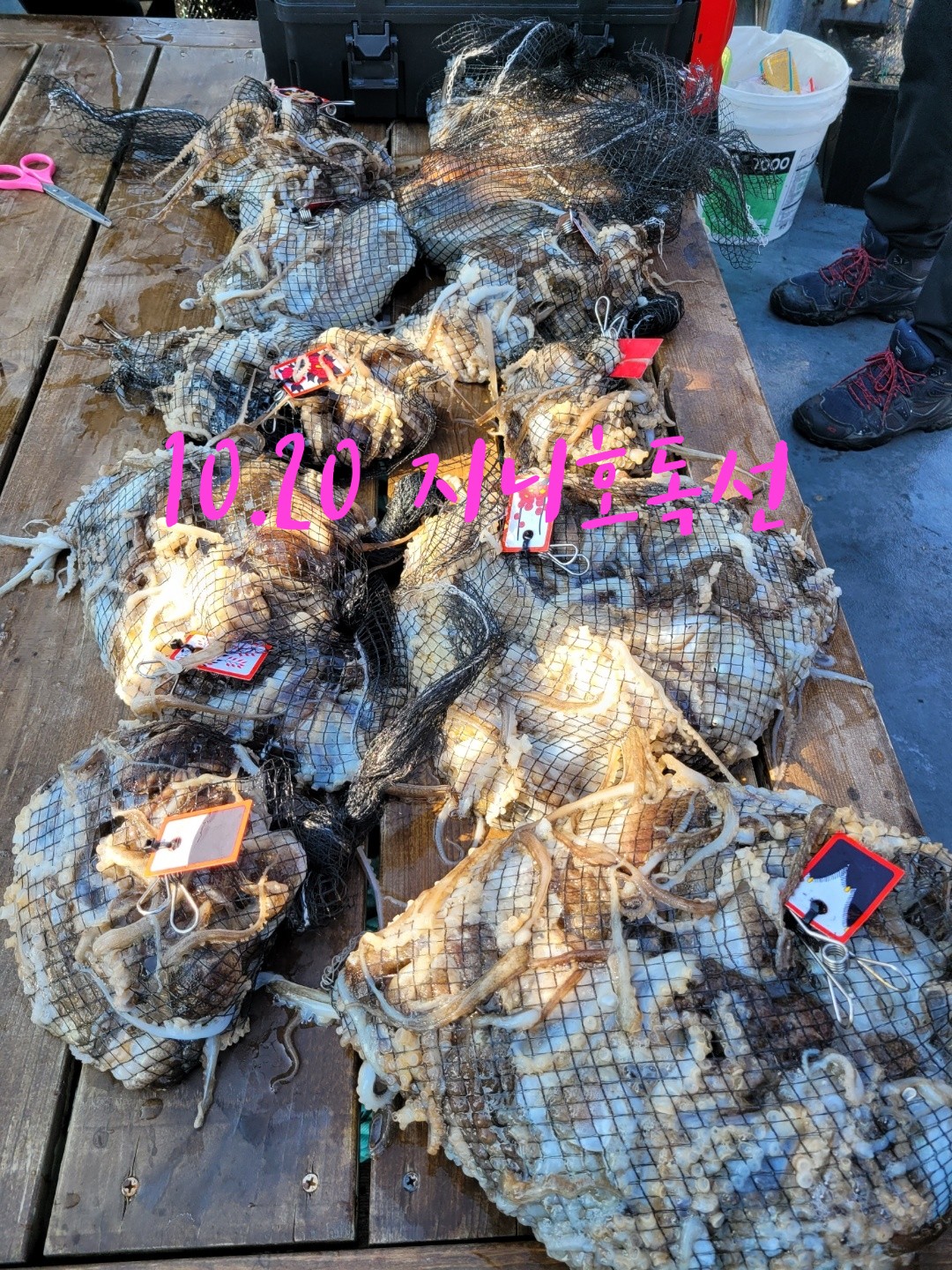 [지니호] 10월 20일 독선 조황