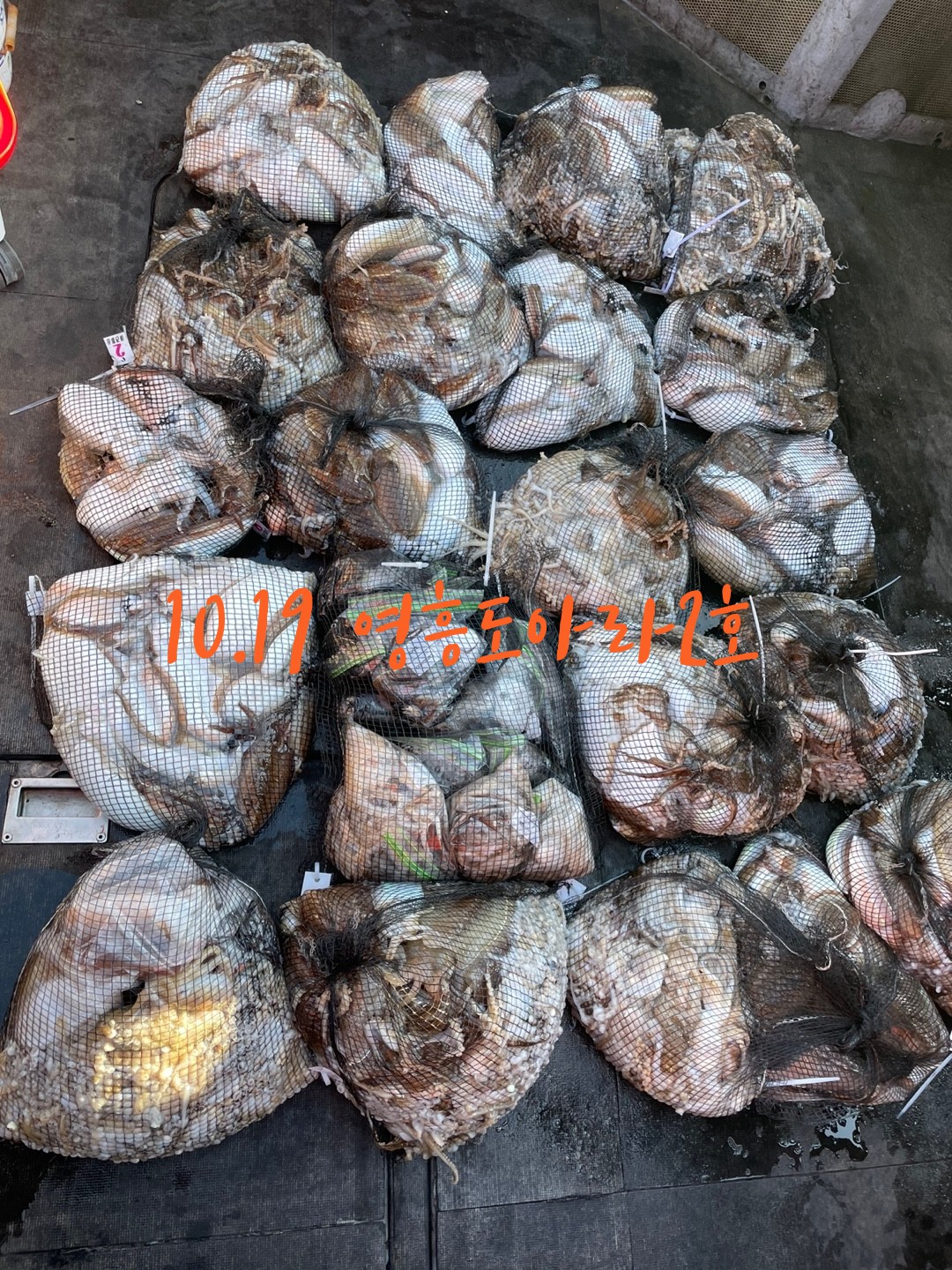 [아라2호] 10월 19일 조황