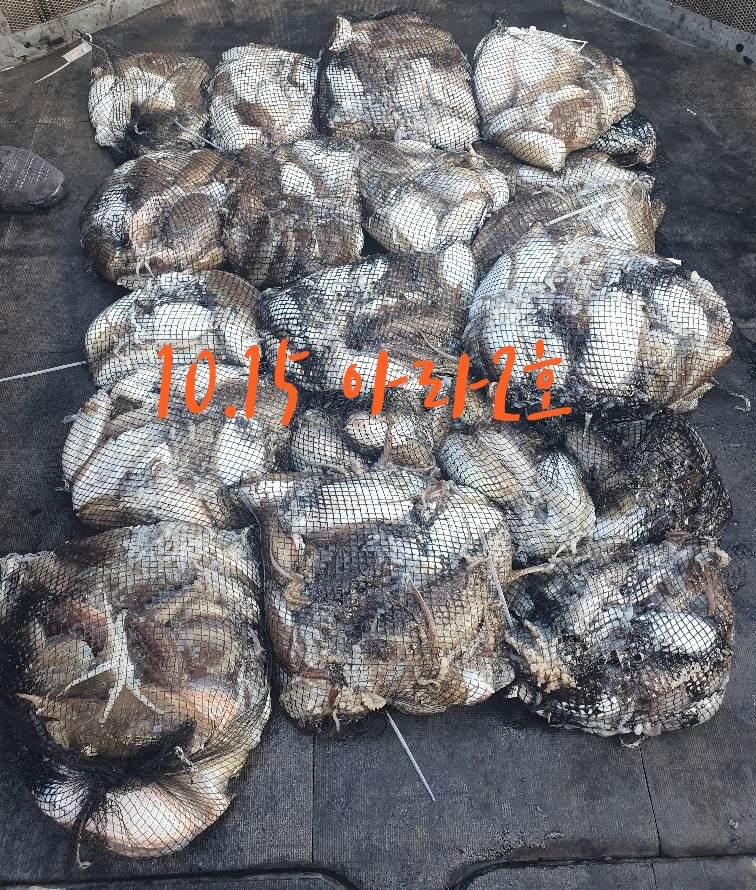 [아라2호] 10월 15일 조황