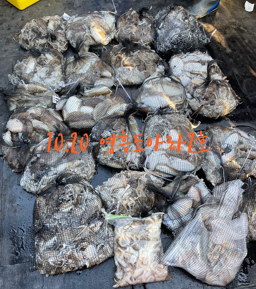 [아라2호] 10월 20일 조황