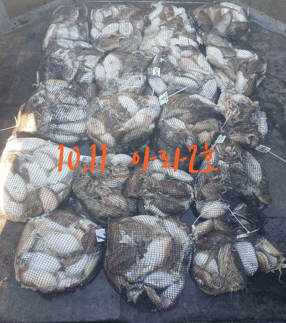 [아라2호] 10월 11일 조황