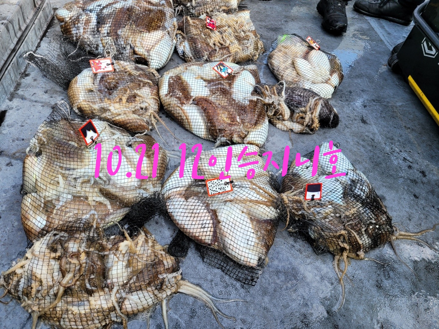 [지니호] 10월 21일 조황