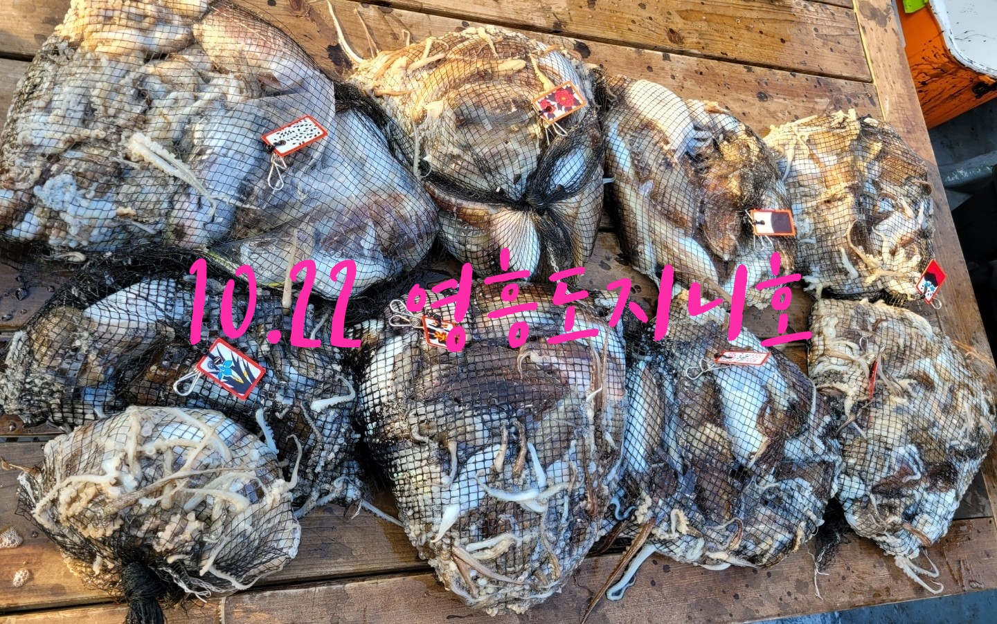 [지니호] 10월 22일 조황