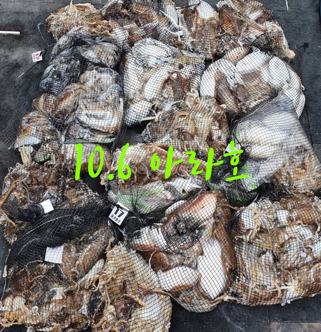 [아라호] 10월 6일 조황