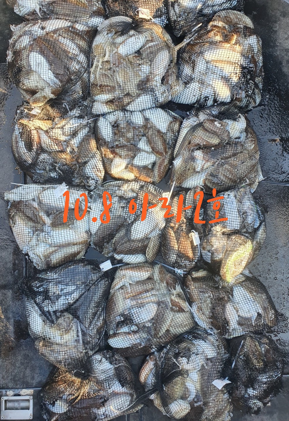 [아라2호] 10월 8일 조황