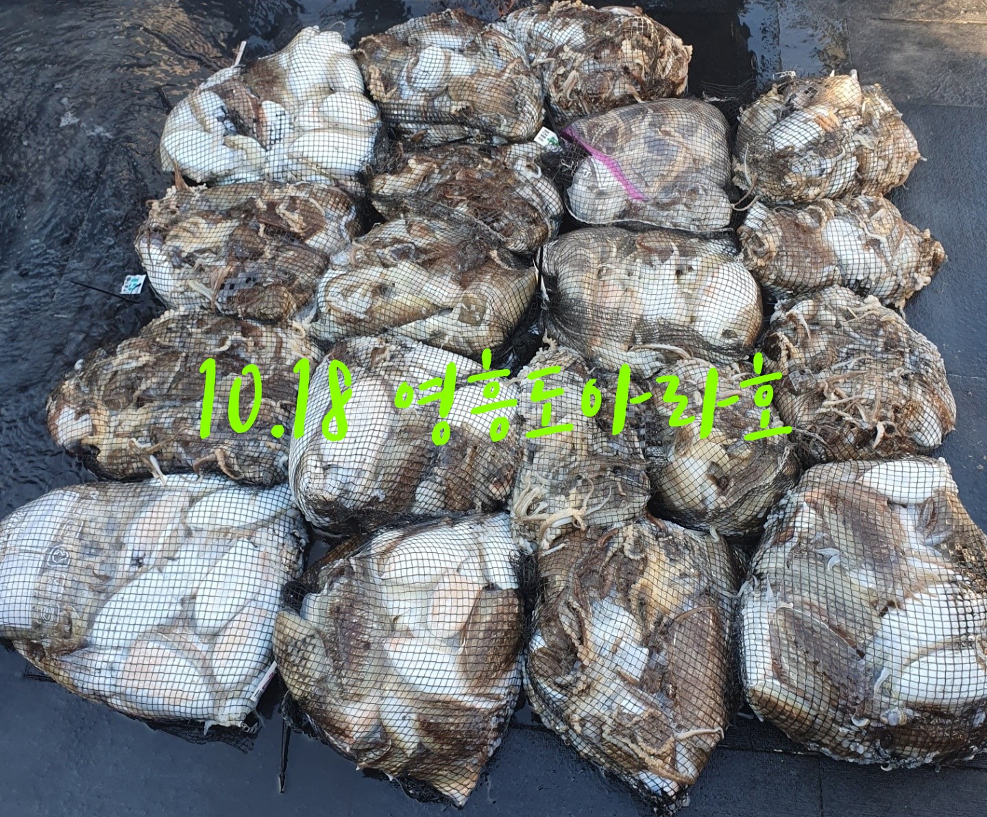 [아라호] 10월 18일 조황