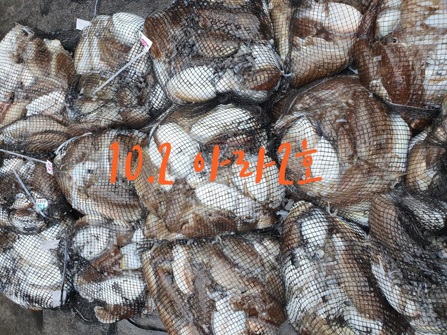 [아라2호] 10월 2일 조황