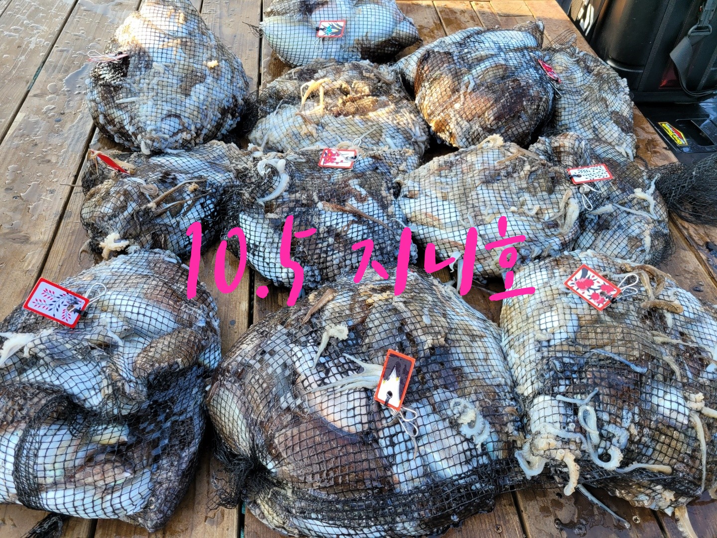 [지니호] 10월 5일 조황