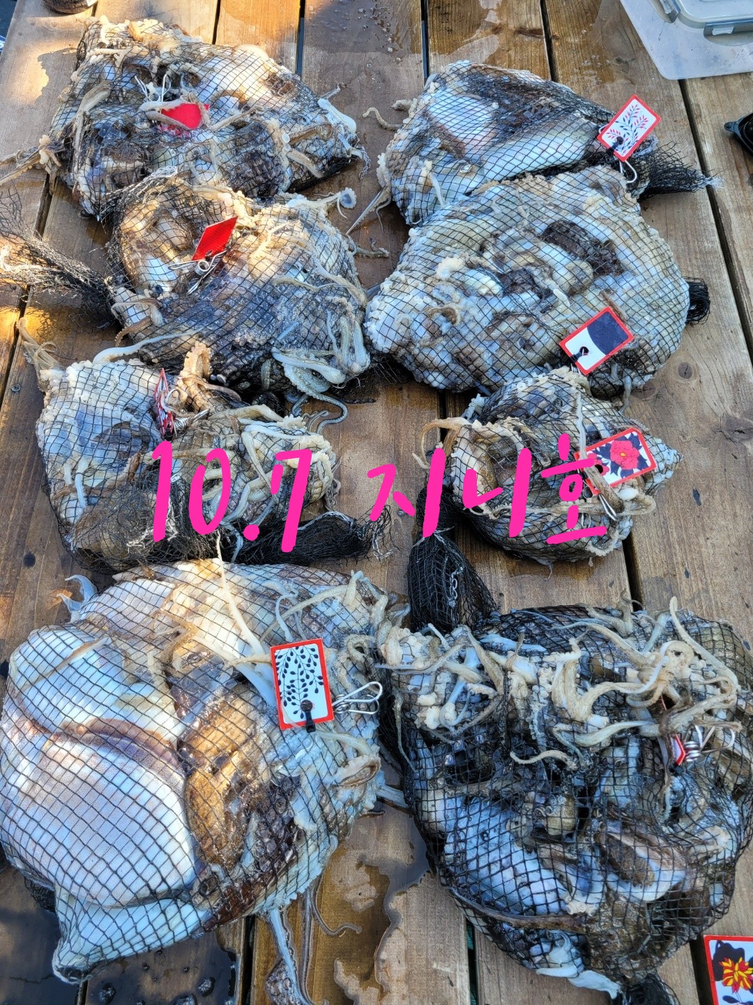 [지니호] 10월 7일 조황