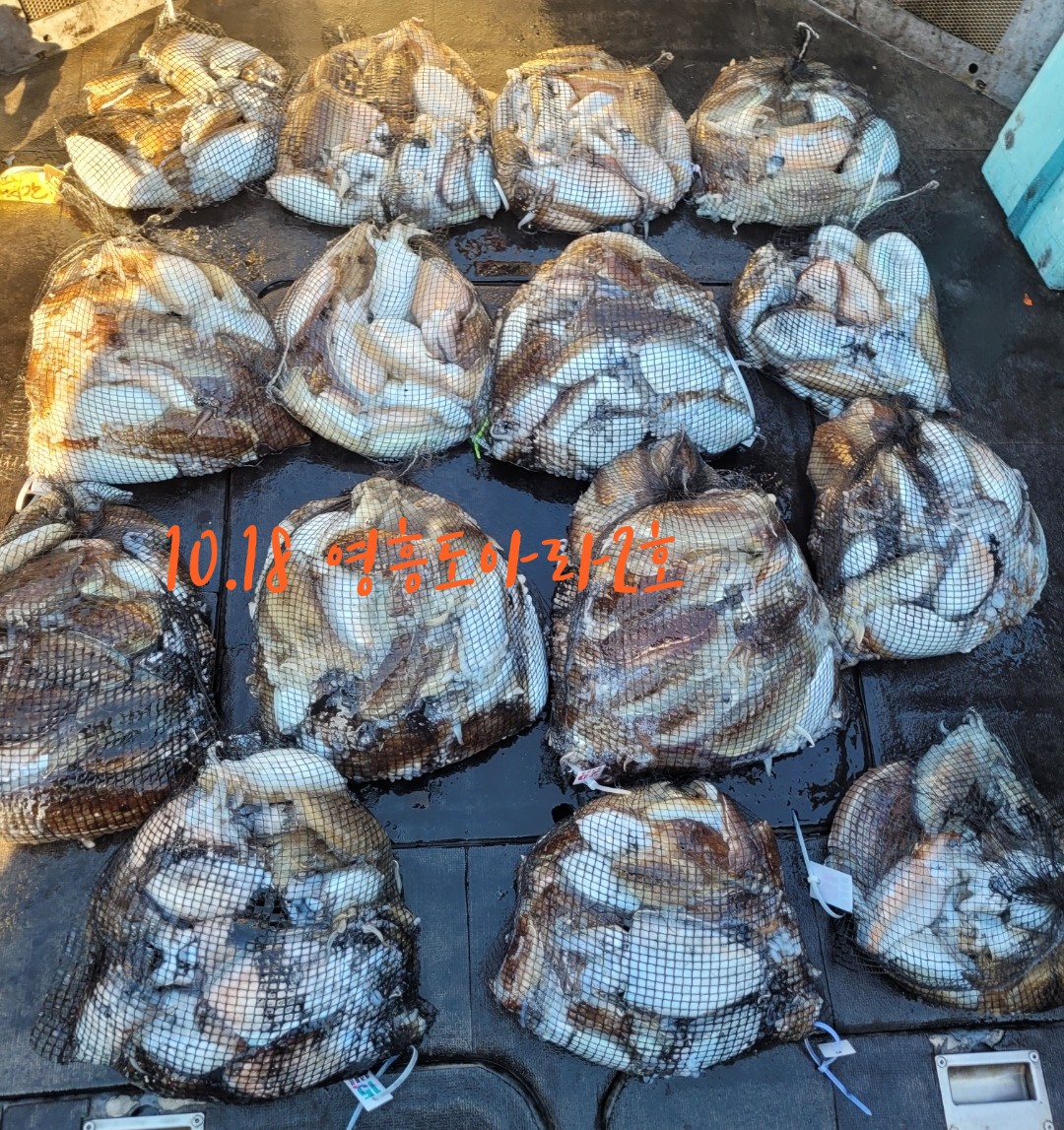 [아라2호] 10월 18일 조황