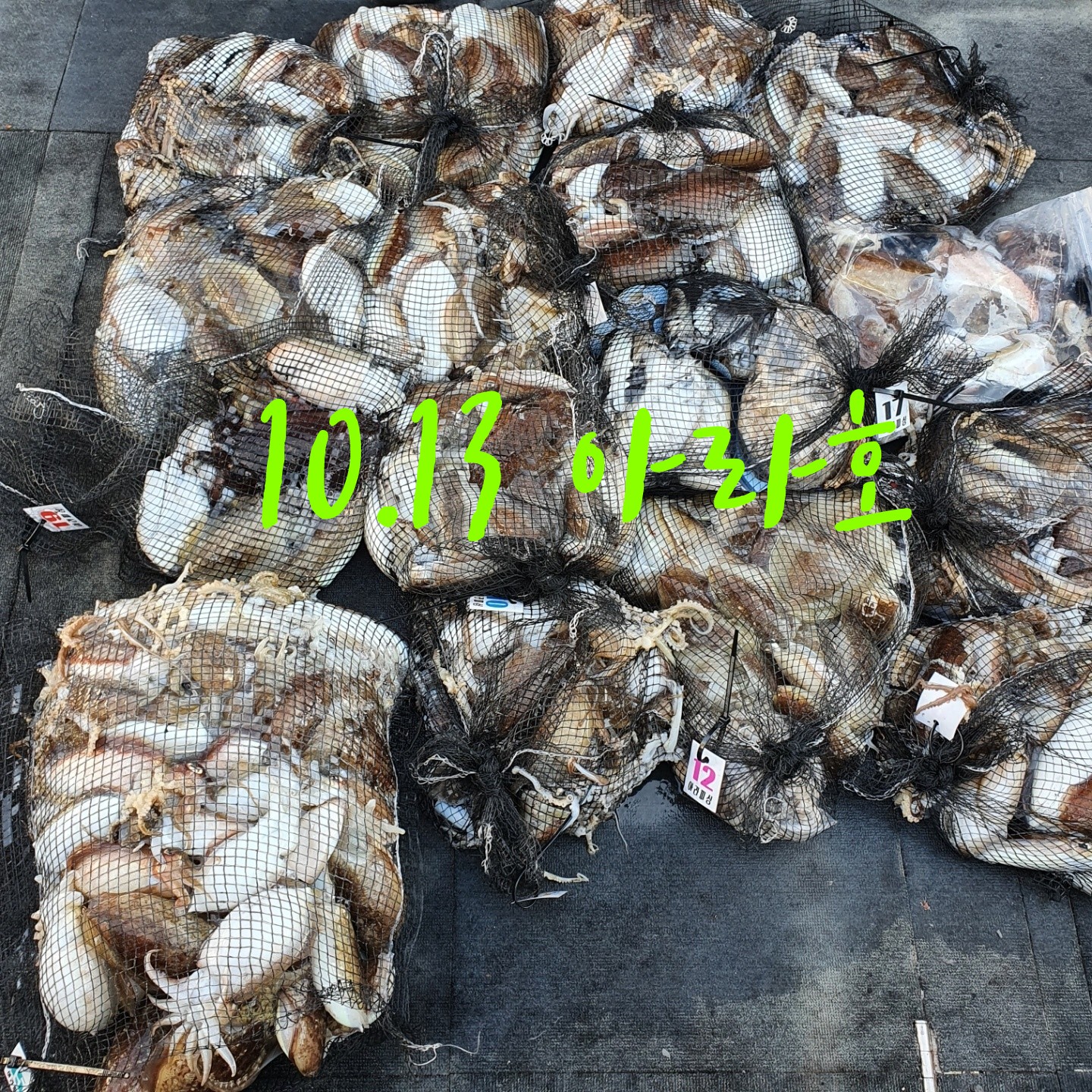 [아라호] 10월 13일 조황