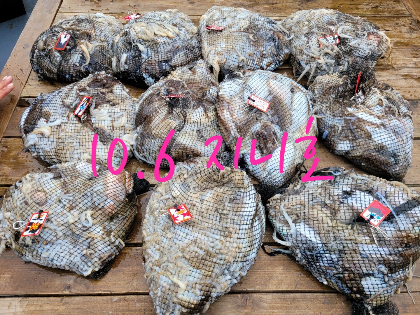 [지니호] 10월 6일 조황