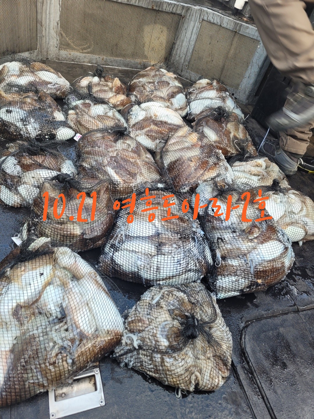 [아라2호] 10월 21일 조황