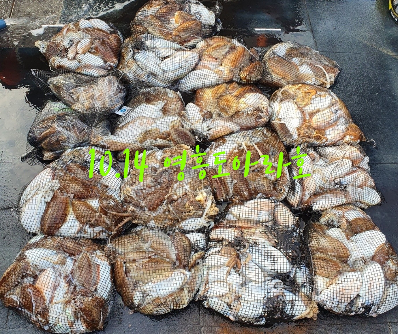 [아라호] 10월 14일 조황 (쭈갑출조)