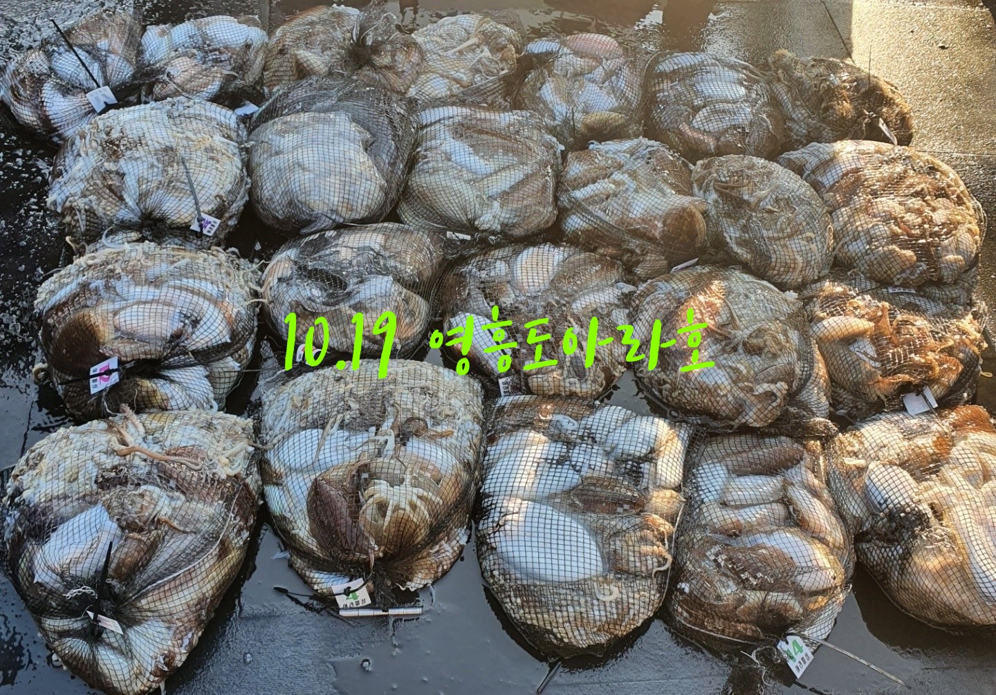 [아라호] 10월 19일 조황