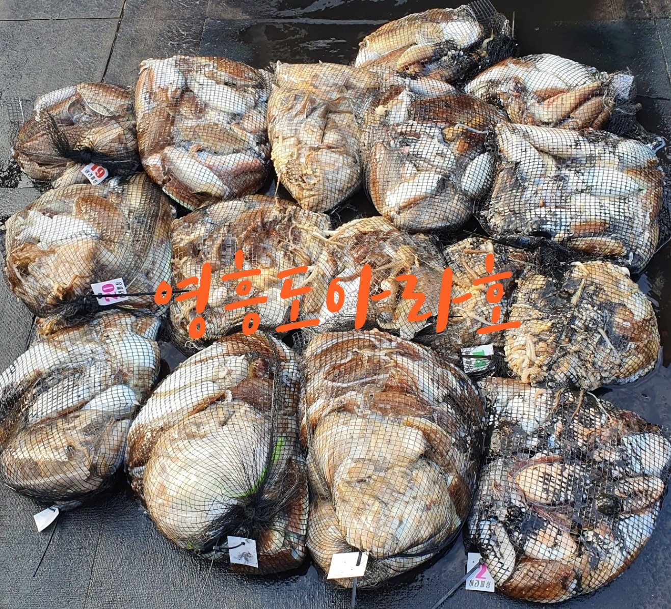 [아라호] 10월 21일  조황