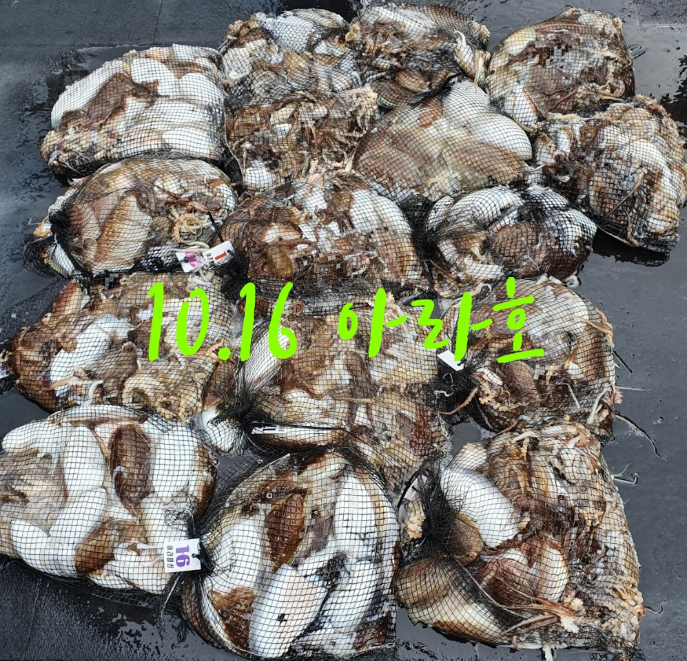 [아라호] 10월 16일 조황