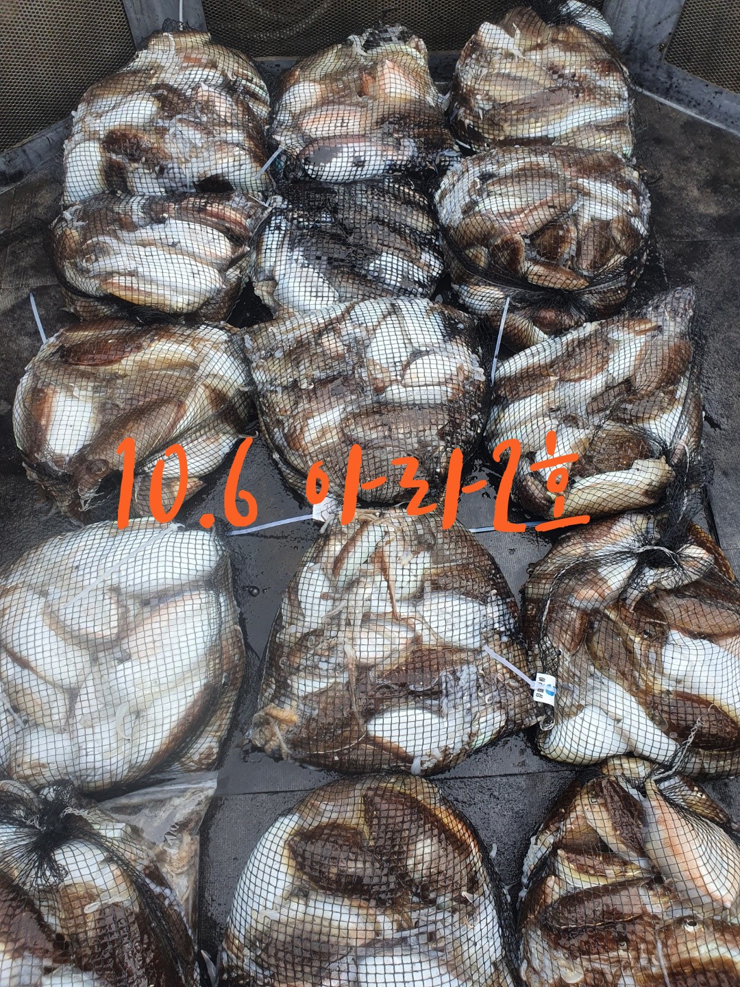 [아라2호] 10월 6일 조황