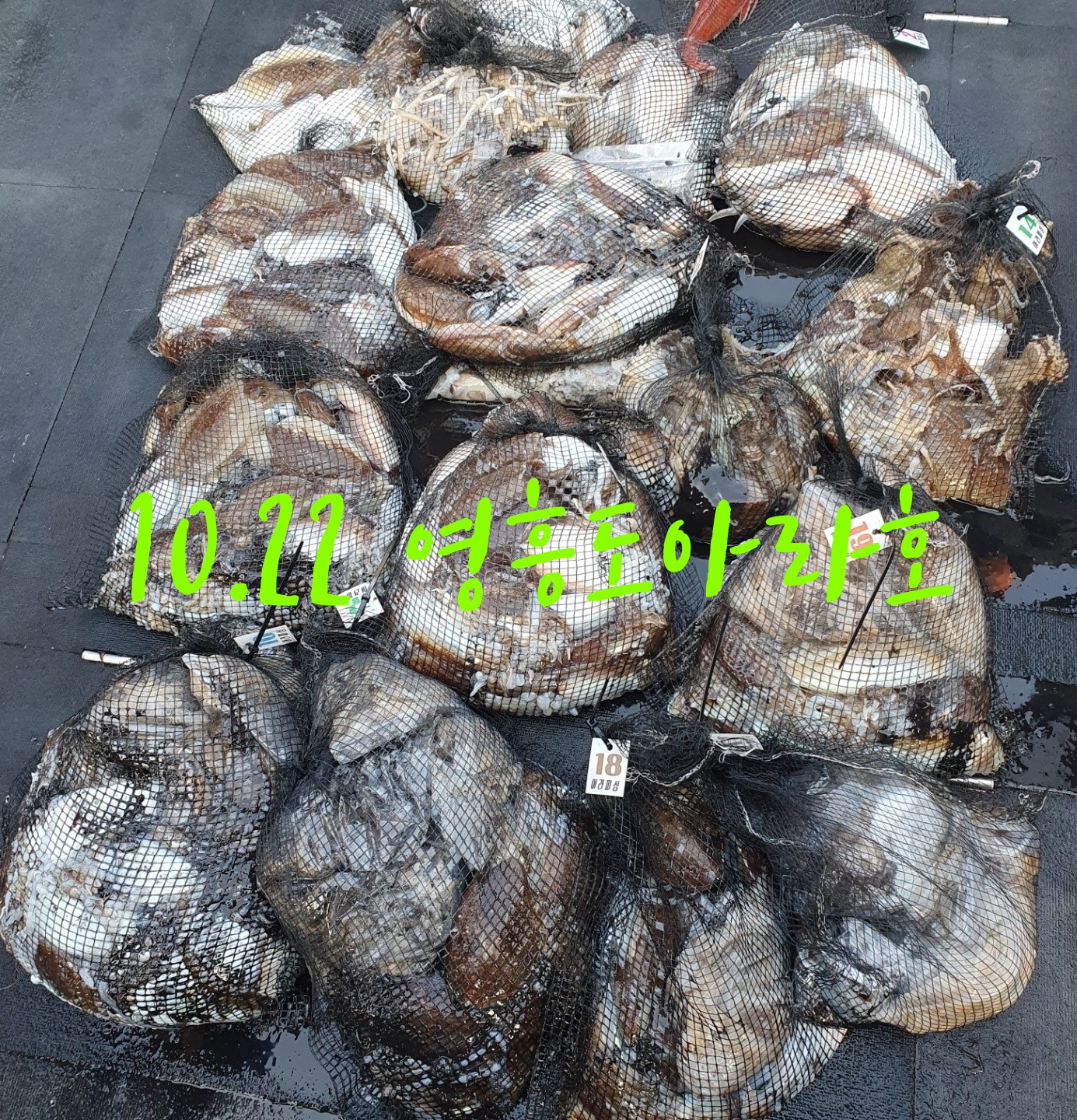 [아라호] 10월 22일 조황