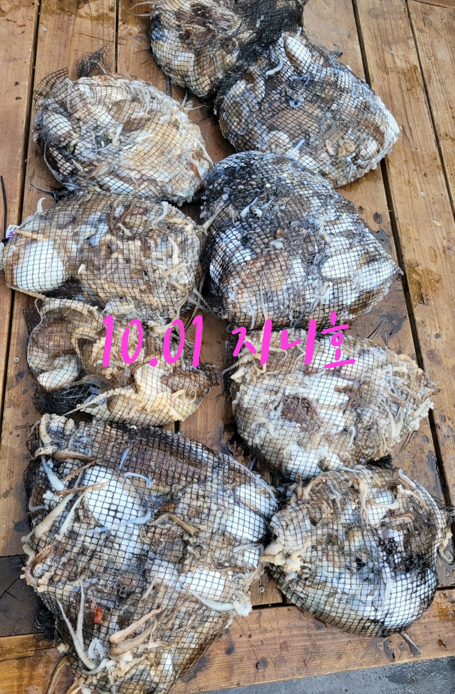 [지니호] 10월 1일 조황