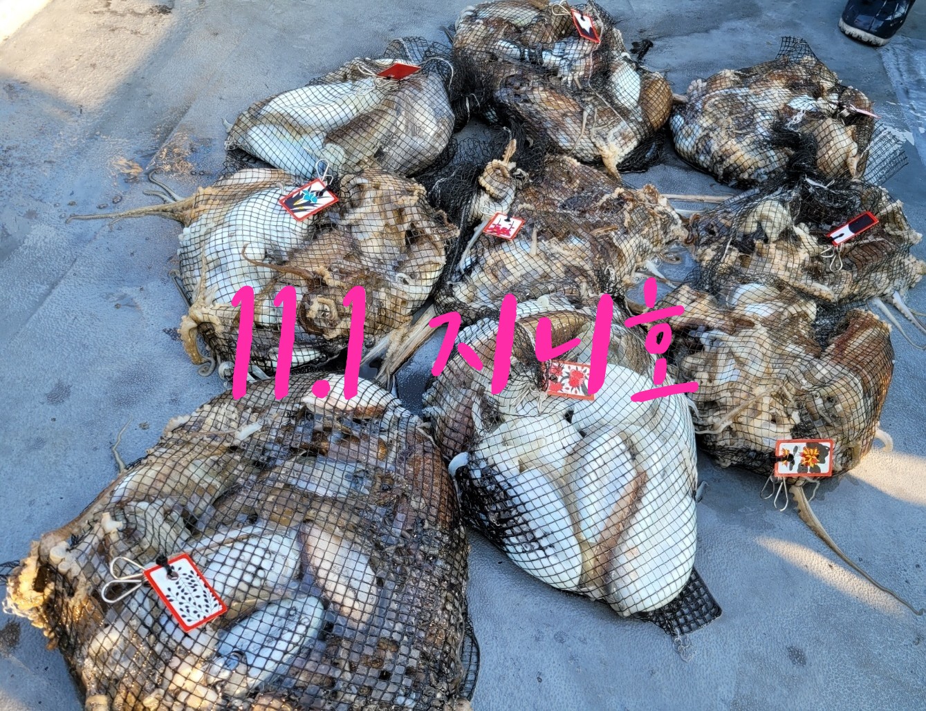 [지니호] 11월 1일 조황