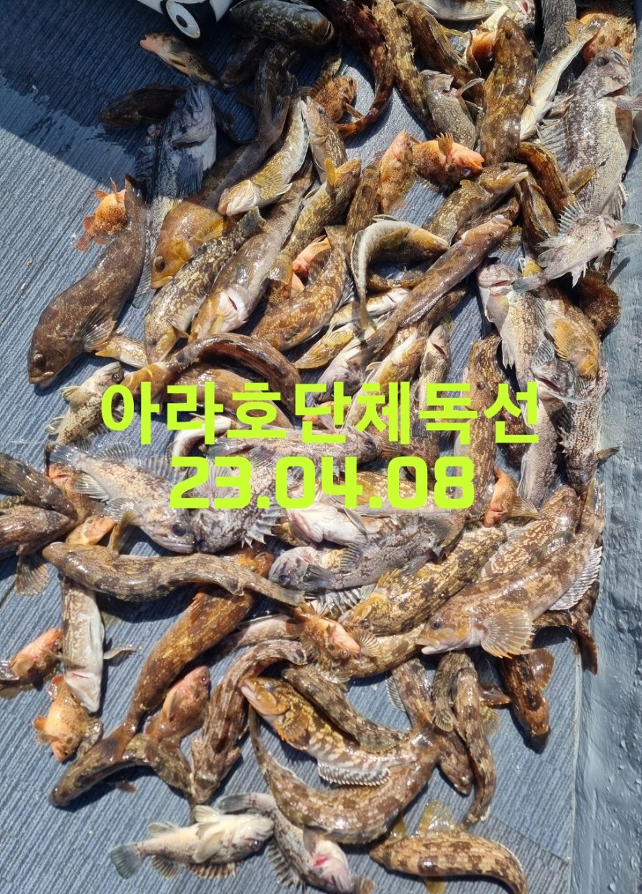 [아라호] 4월 8일 단체독선조황