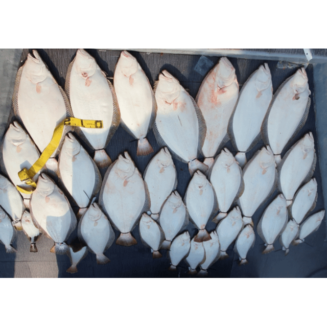 [아라호] 5월 15일 조황